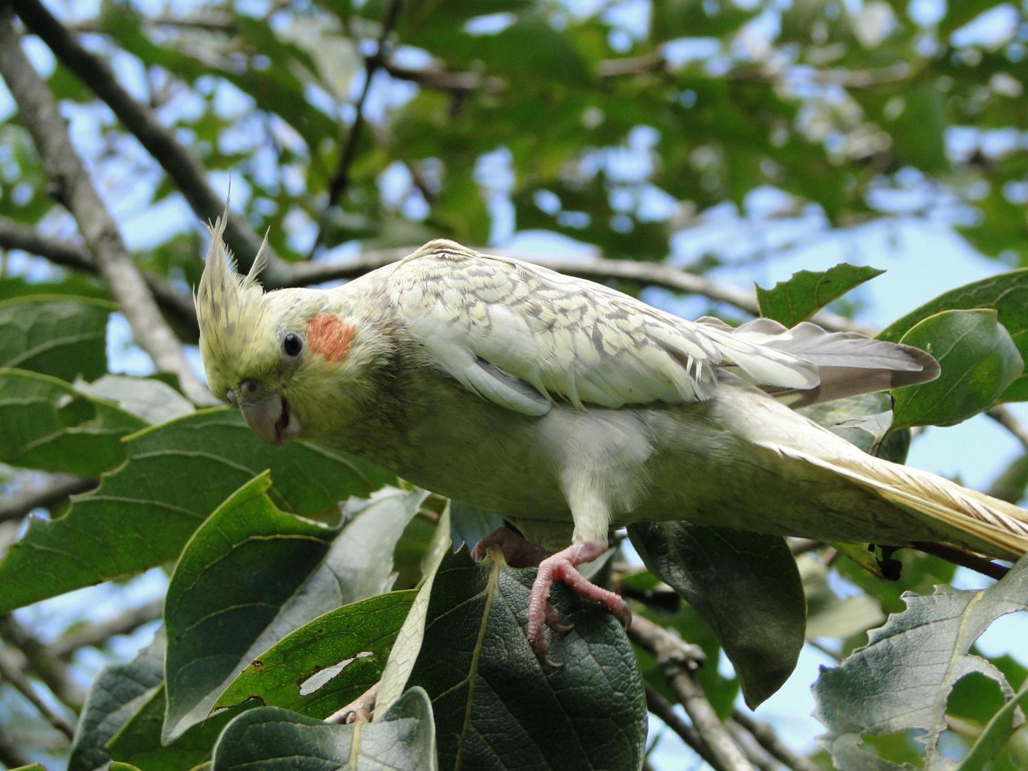 Romântica Serra Da Mata * Penedo (Rio de Janeiro)